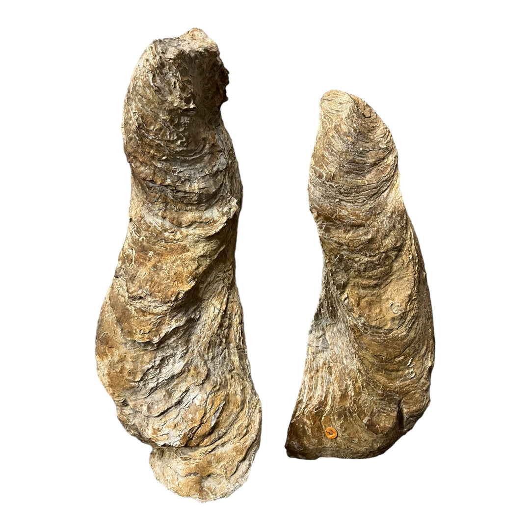 Ostrea crassissima, große fossile Auster, Hérault, Frankreich DR193