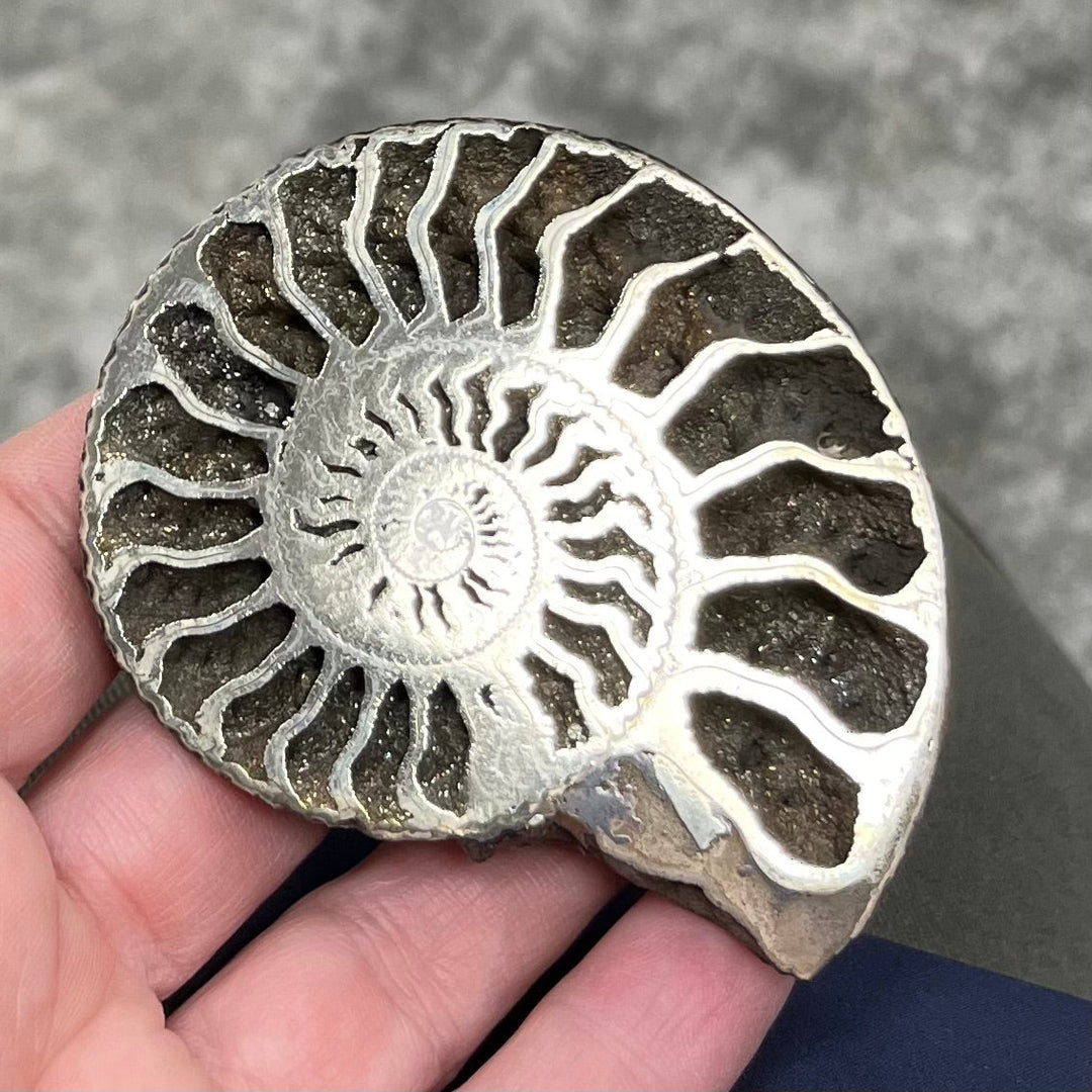 Pyritized ammonite from Russia, 72x60 mm, polished, #3