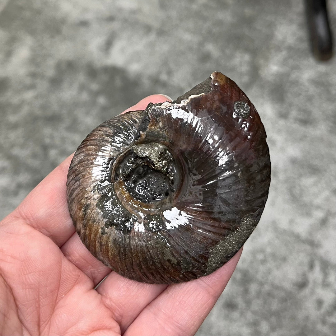 Pyritized ammonite from Russia, 72x60 mm, polished, #3