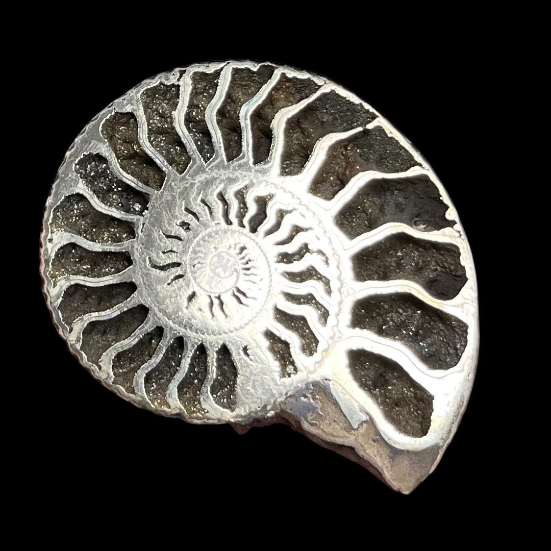 Pyritized ammonite from Russia, 72x60 mm, polished, #3