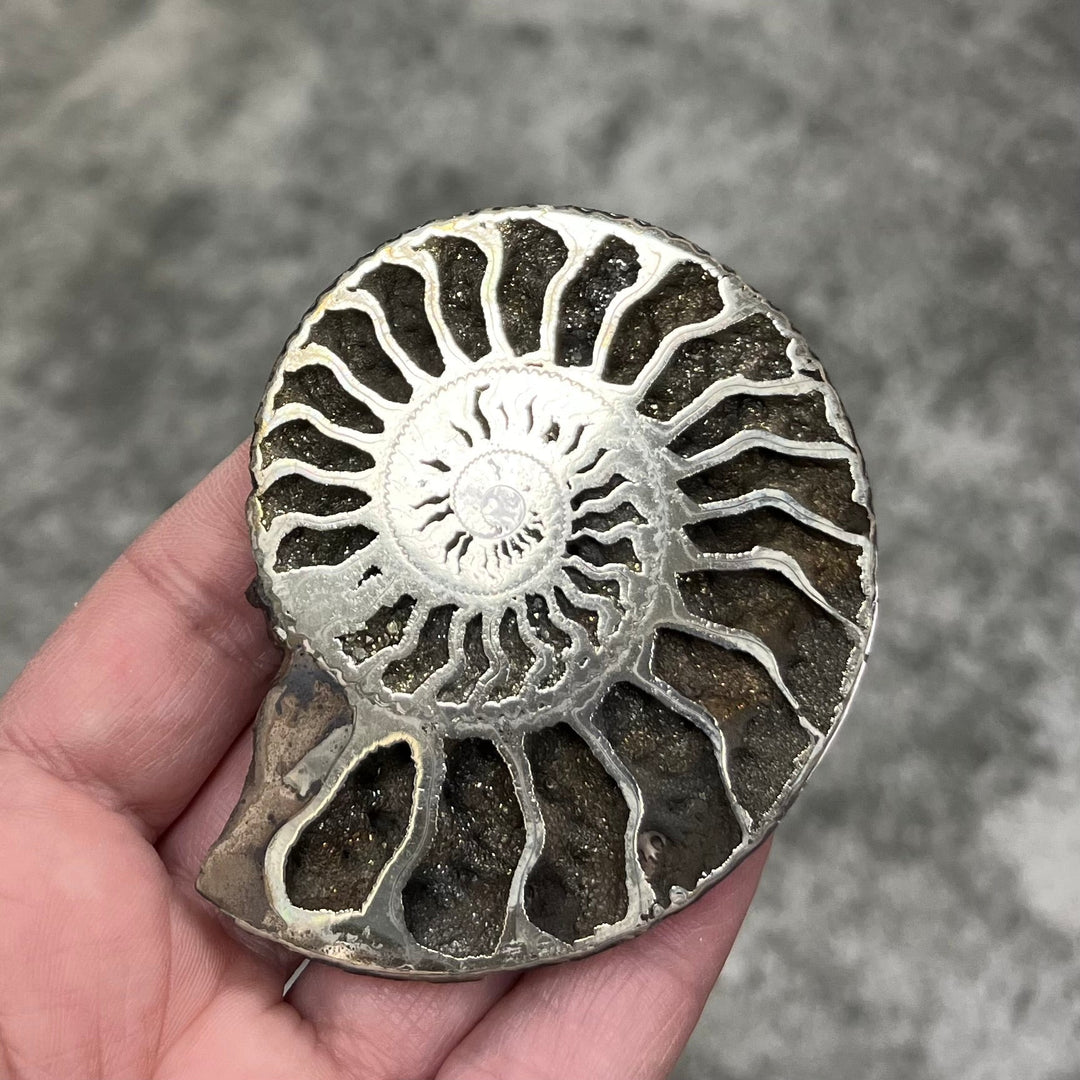 Pyritized ammonite from Russia, 72x60 mm, polished, #3