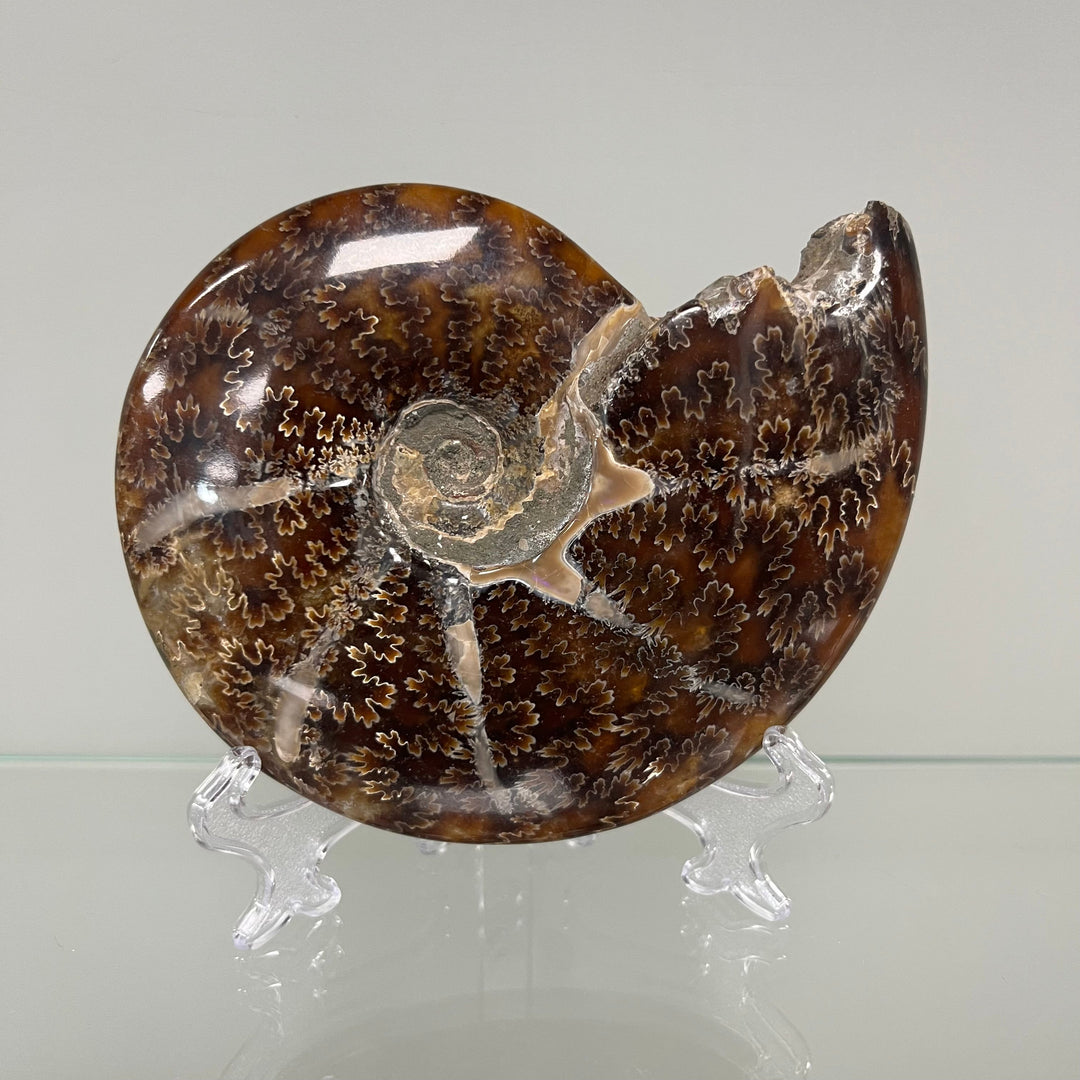 Goniatite Madagascar 13cm M18S269