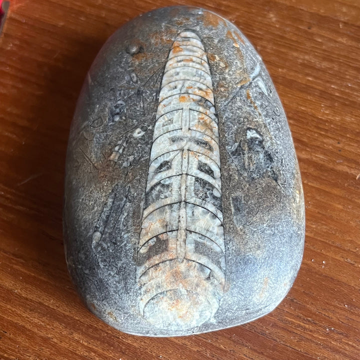 Orthoceras Fossil Morocco DB114