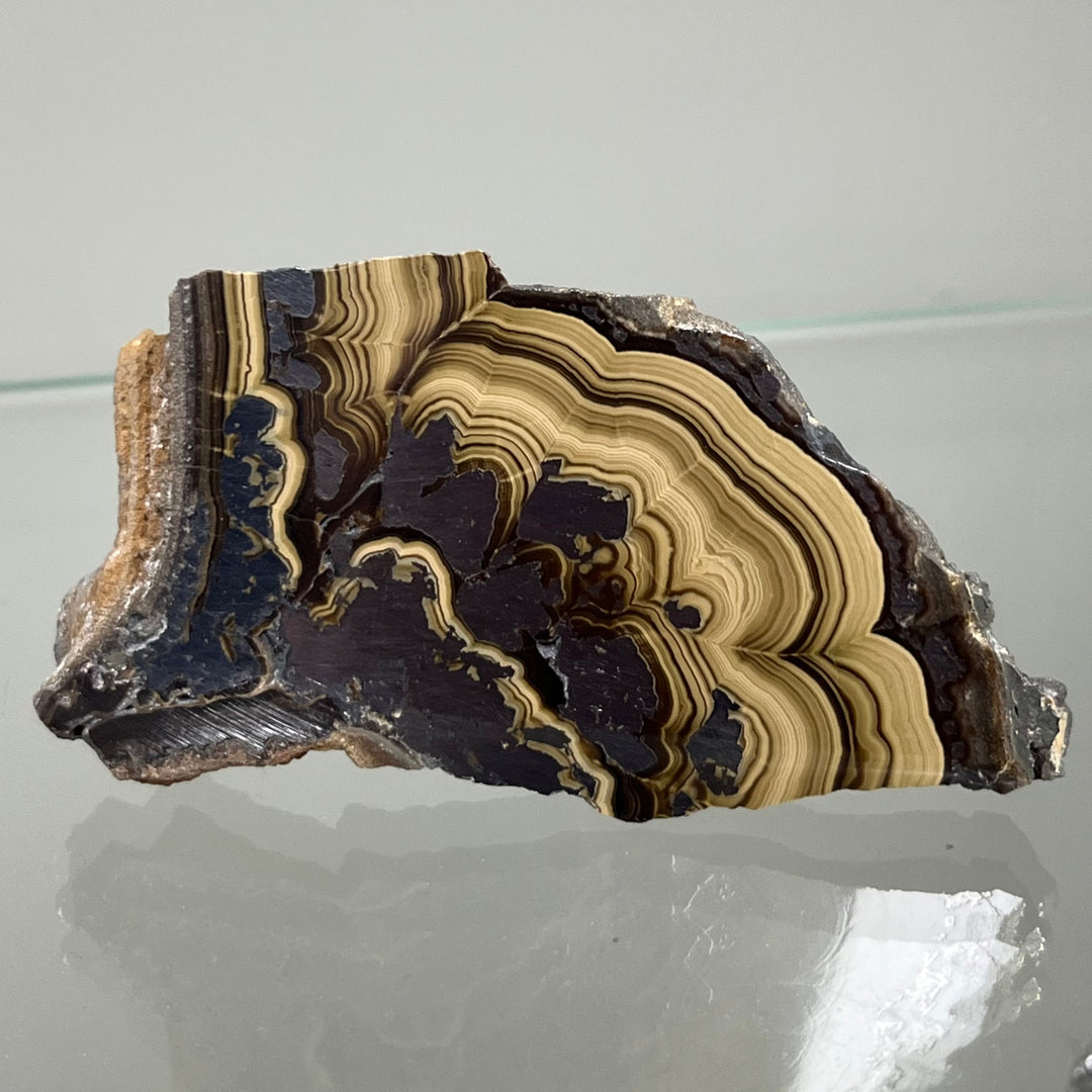 Polished Schalenblende Poland SHB34