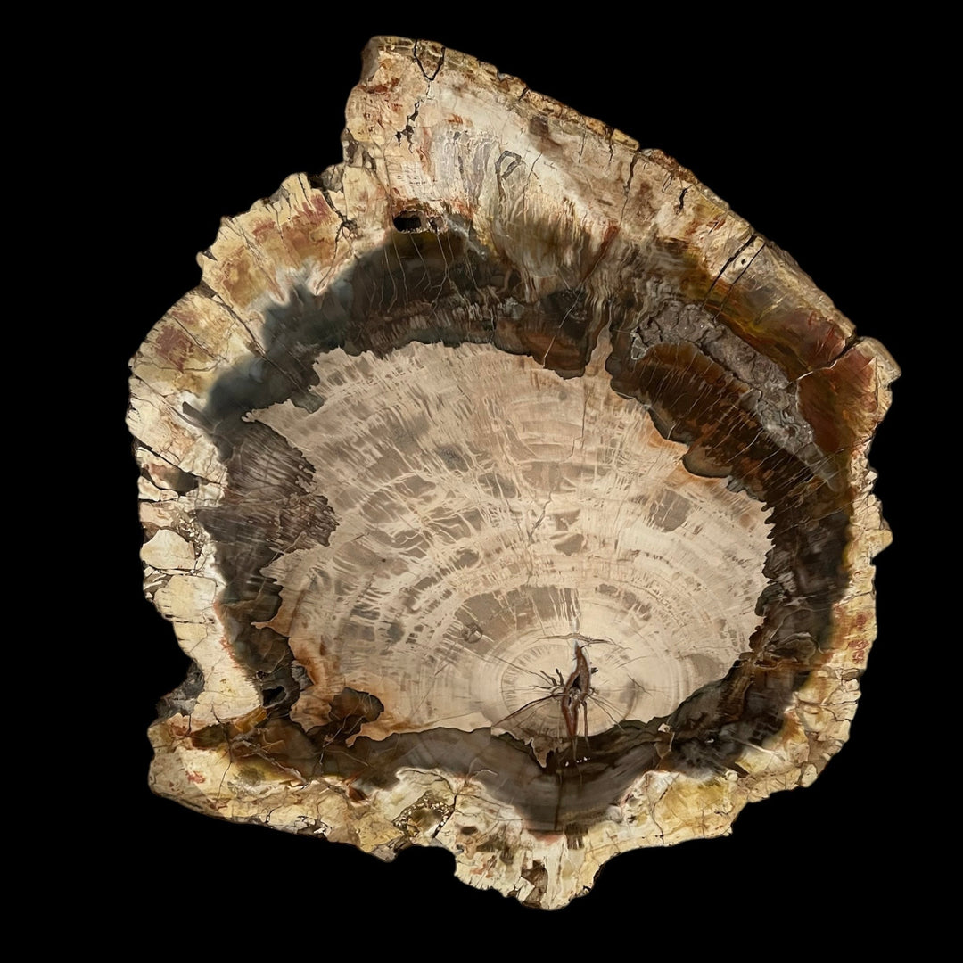 Slice of fossilized wood, 46 cm