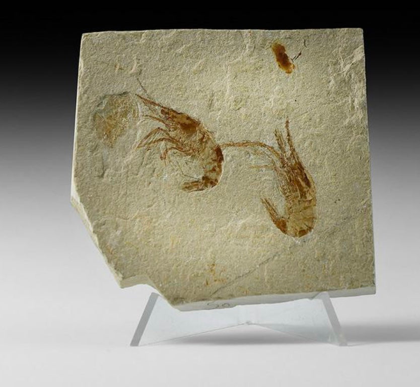 Fossile crevettes Hajouka Liban
