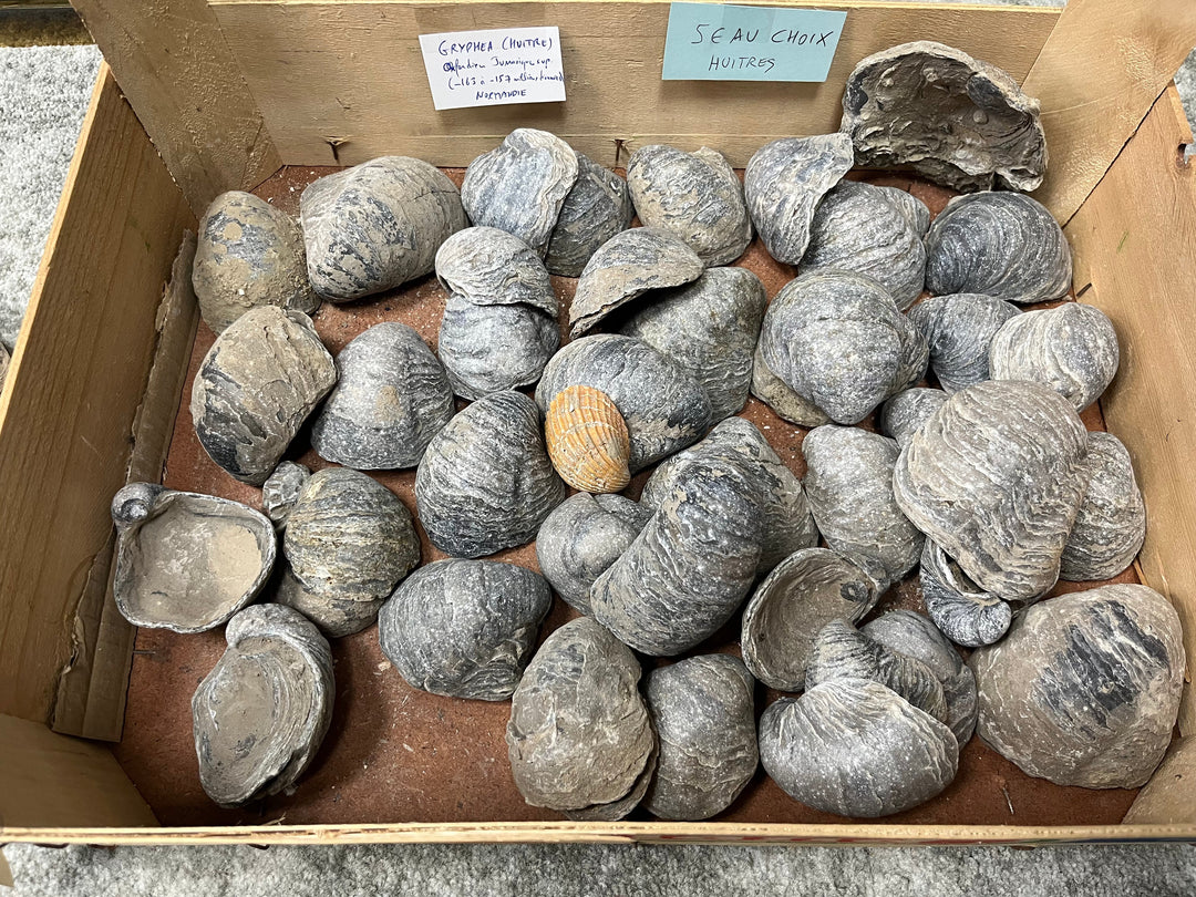 Gryphea-Fossilauster Normandie