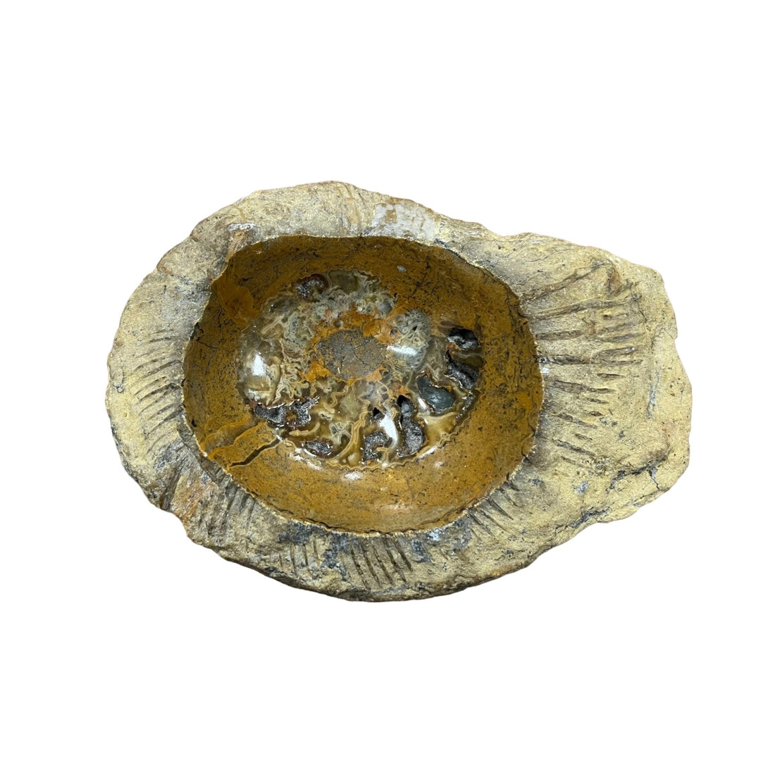 Ammonite trinket tray DR264