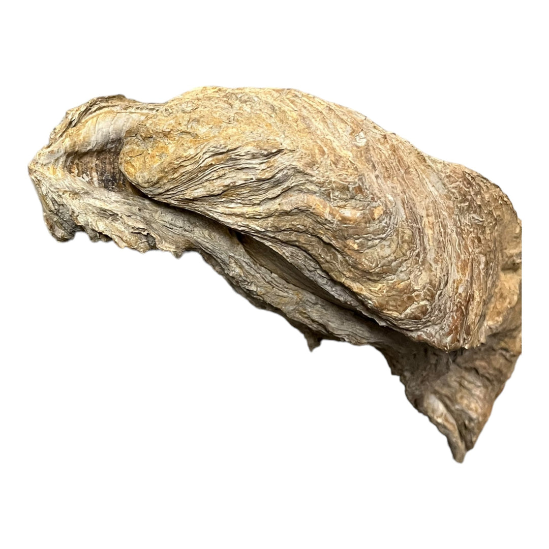 Ostrea crassissima, große fossile Auster, Hérault, Frankreich DR193
