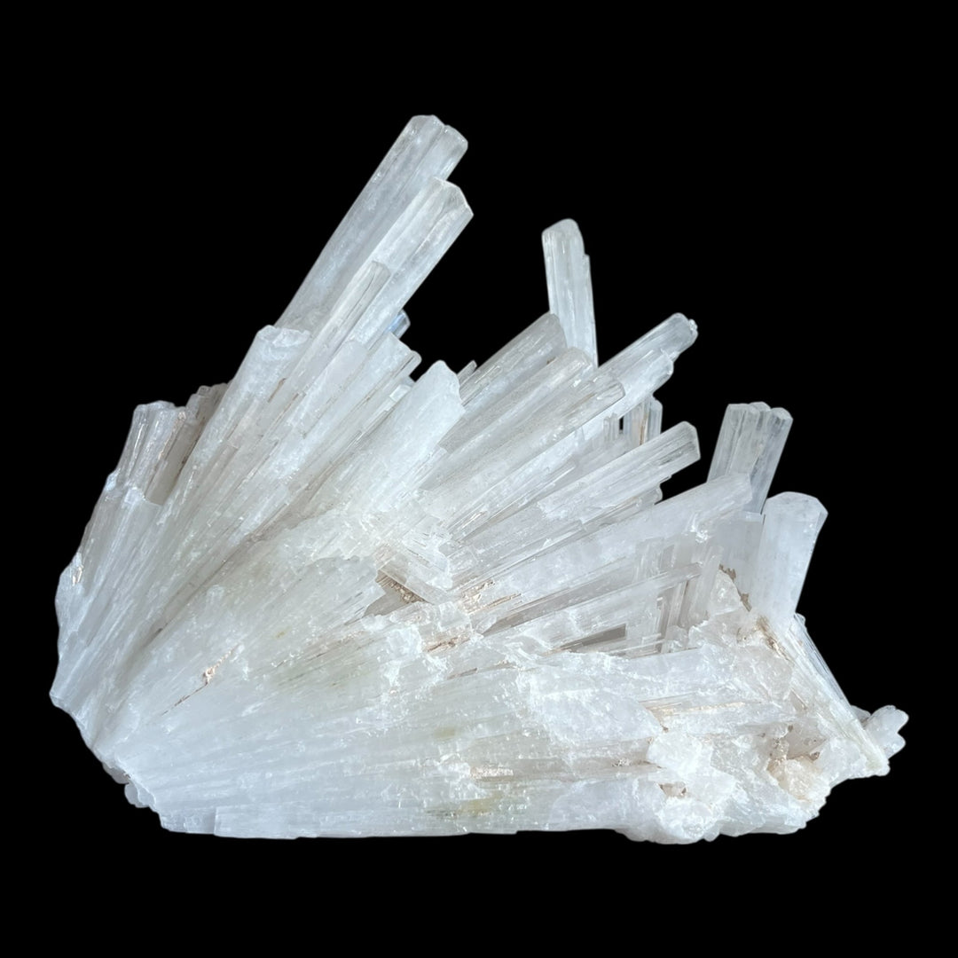 SCOLECITE Mumbai Inde