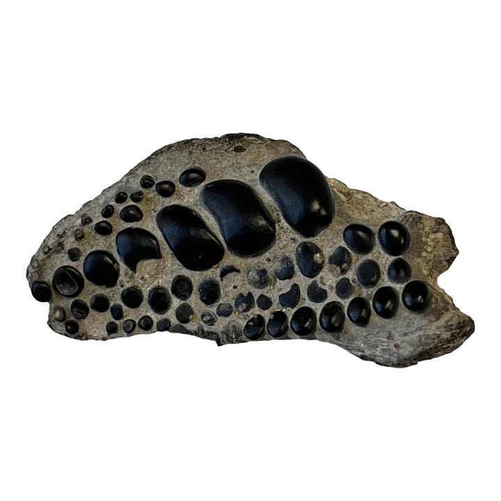 Fossile dents de Pycnodontiform Boulonais France  Gb DB112