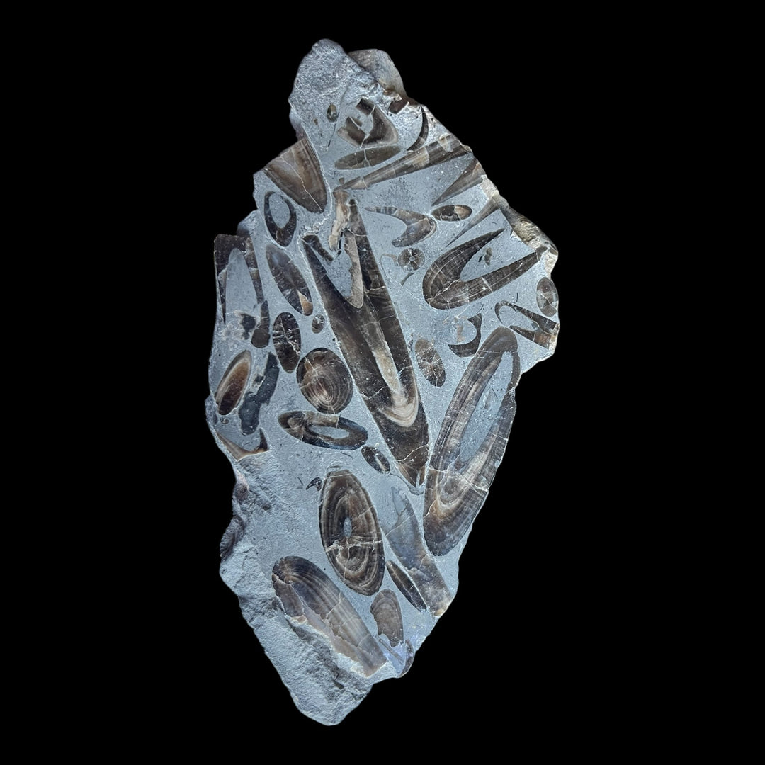 Poliertes Belemnitenfossil Marokko DB113