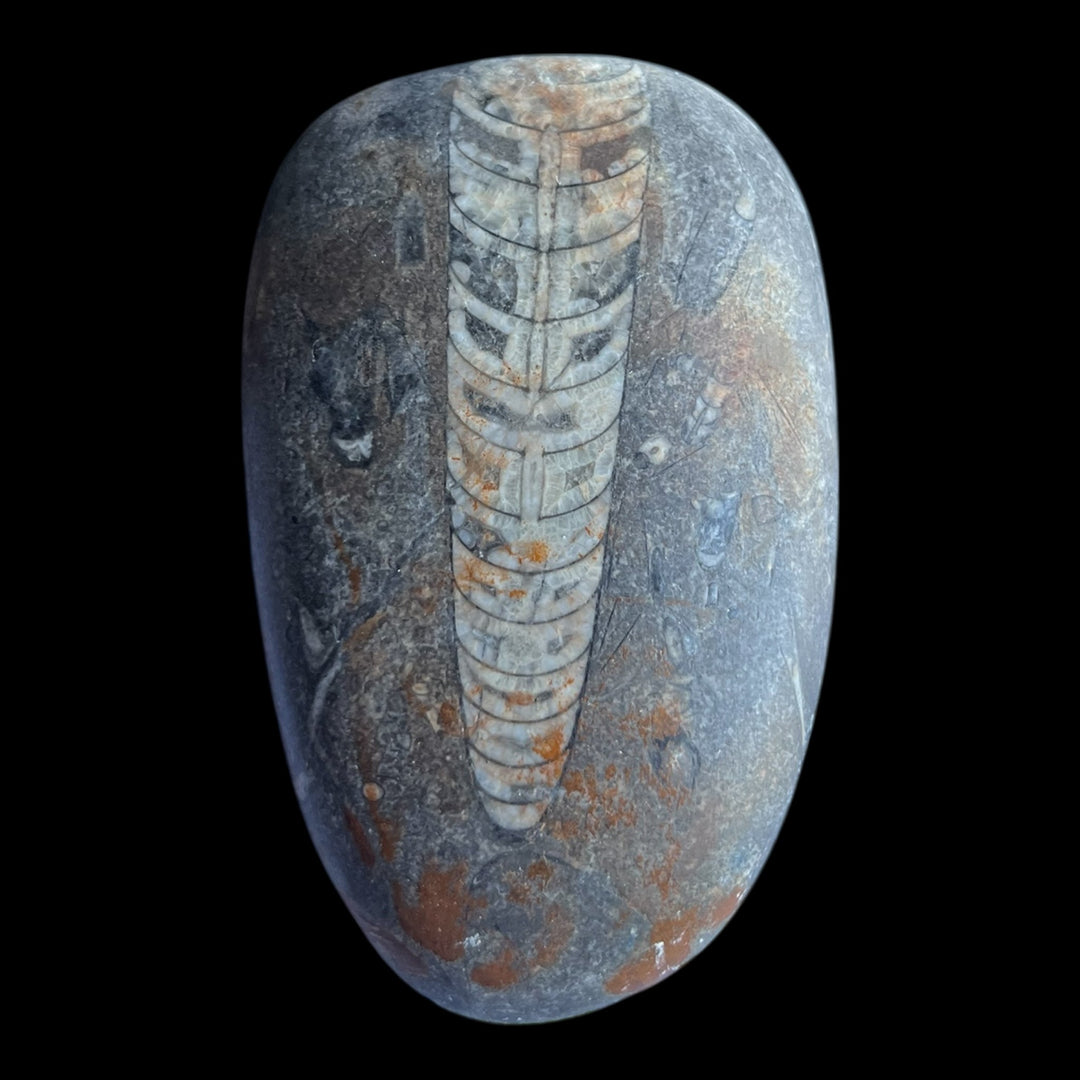 Orthoceras Fossil Morocco DB114