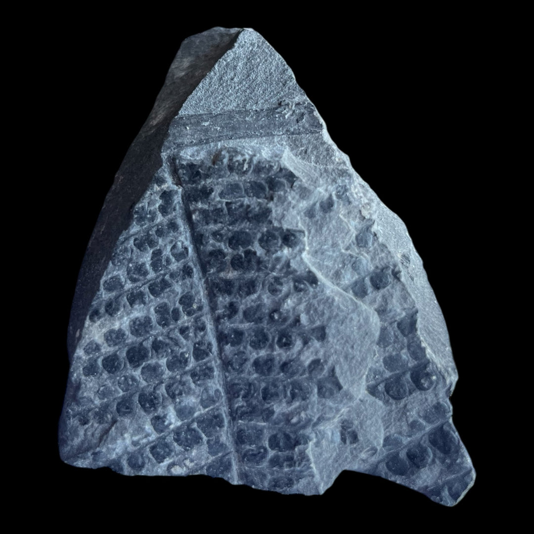 Carboniferous fern fossil Sphenopteris DB115 