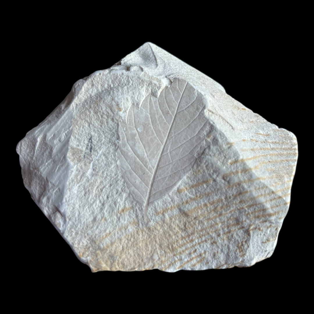 Myocene leaf fossil DB116