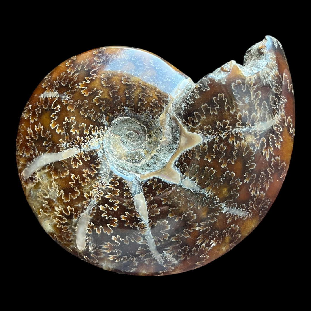 Goniatite Madagascar 13cm M18S269