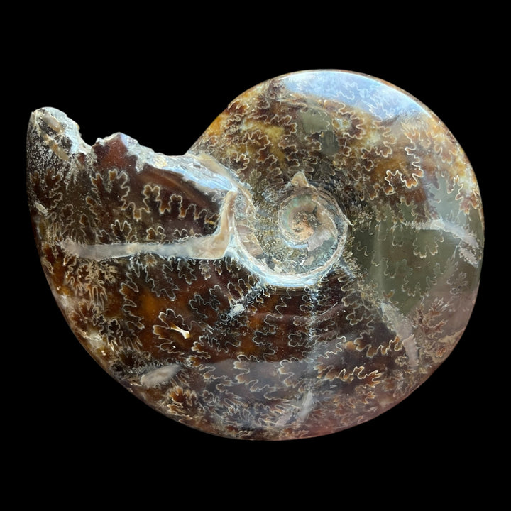 Goniatite Madagascar 13cm M18S269