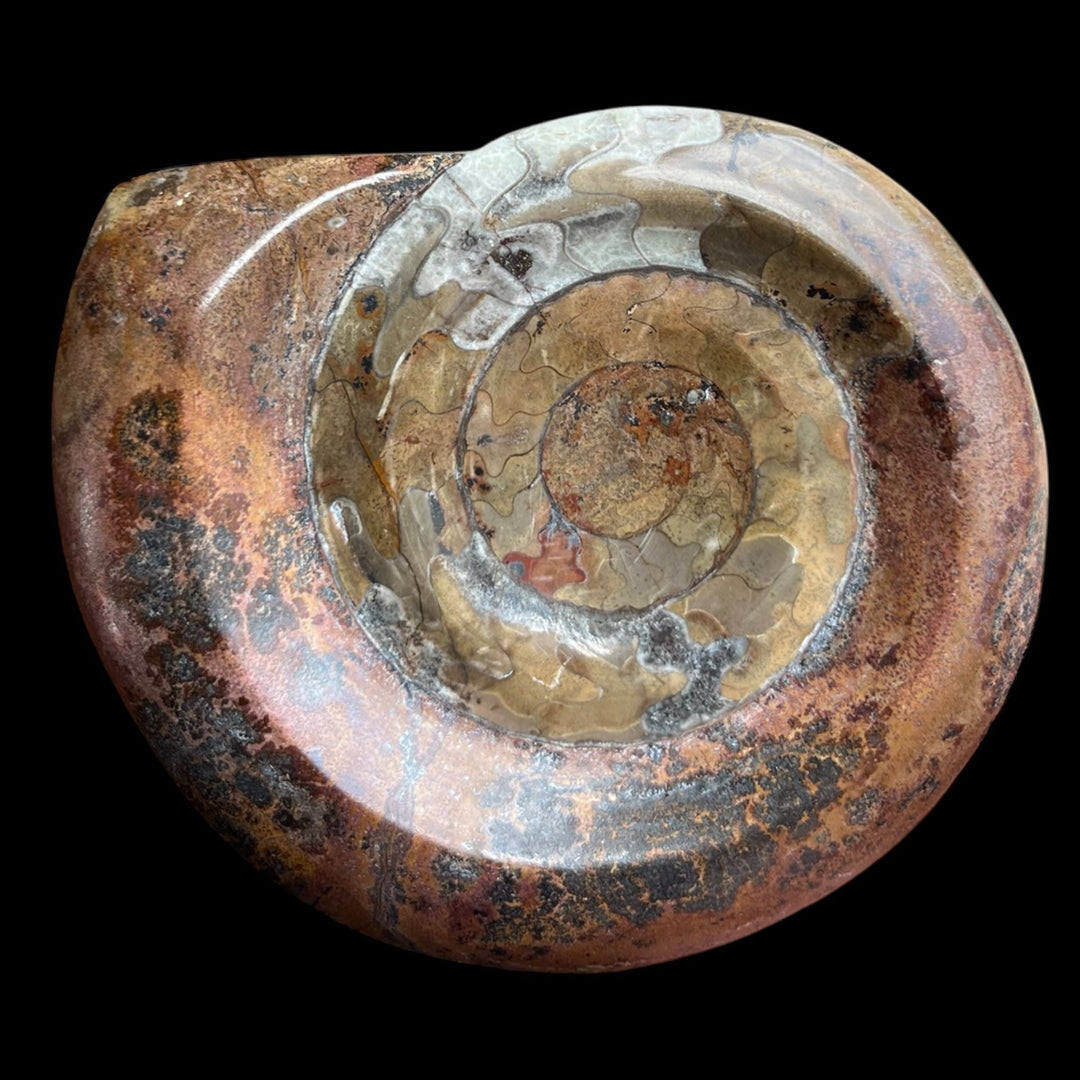 Goniatitis Marokko DR76