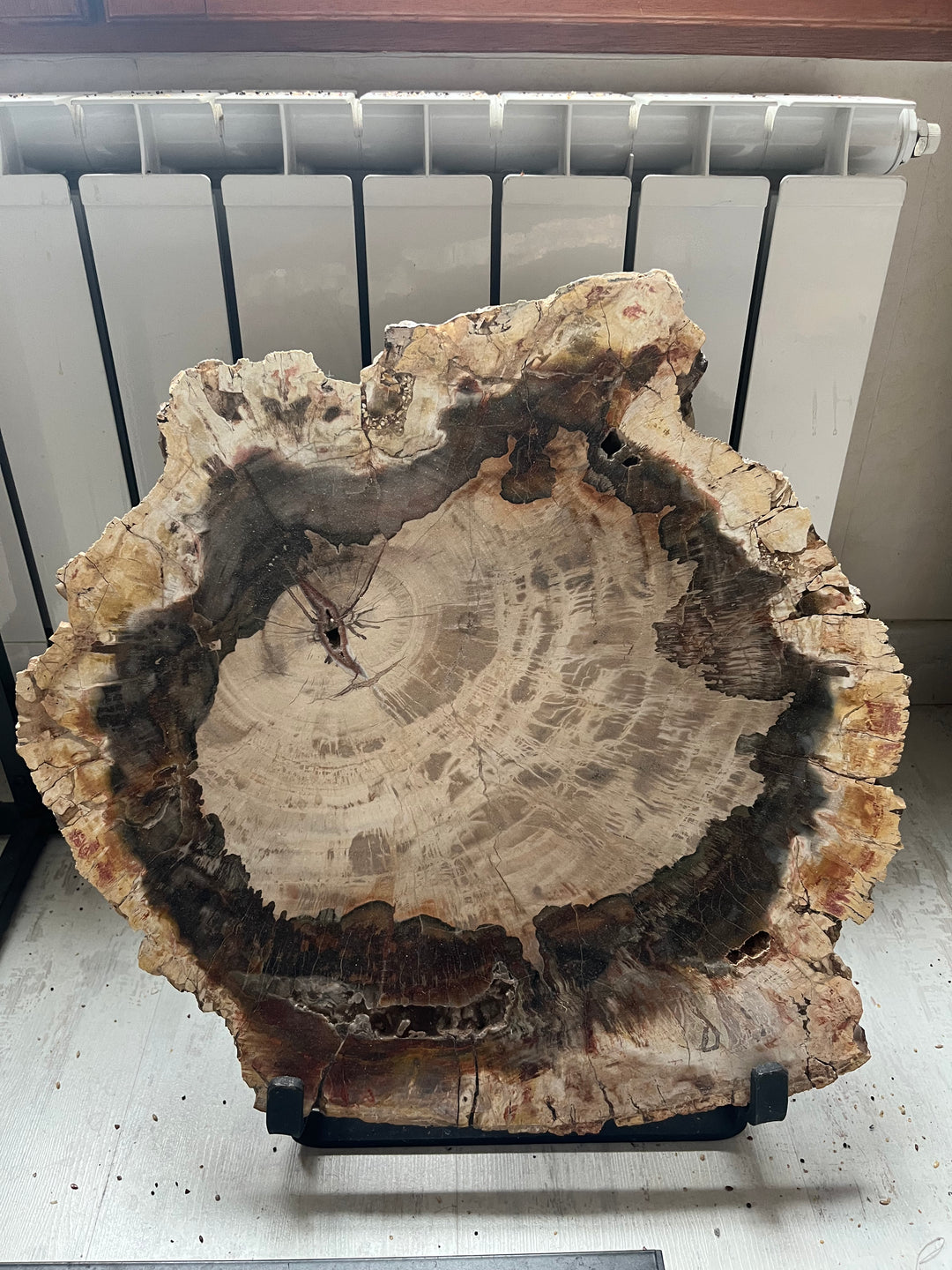 Tranche de Bois fossilisé Araucaria 46 cm
