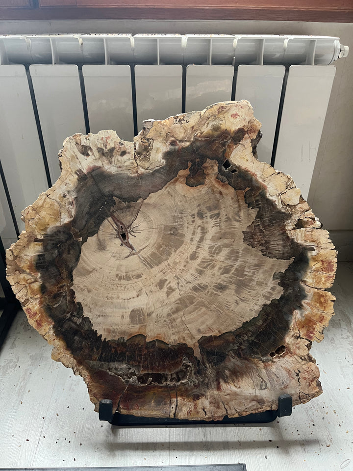 Tranche de Bois fossilisé Araucaria 46 cm