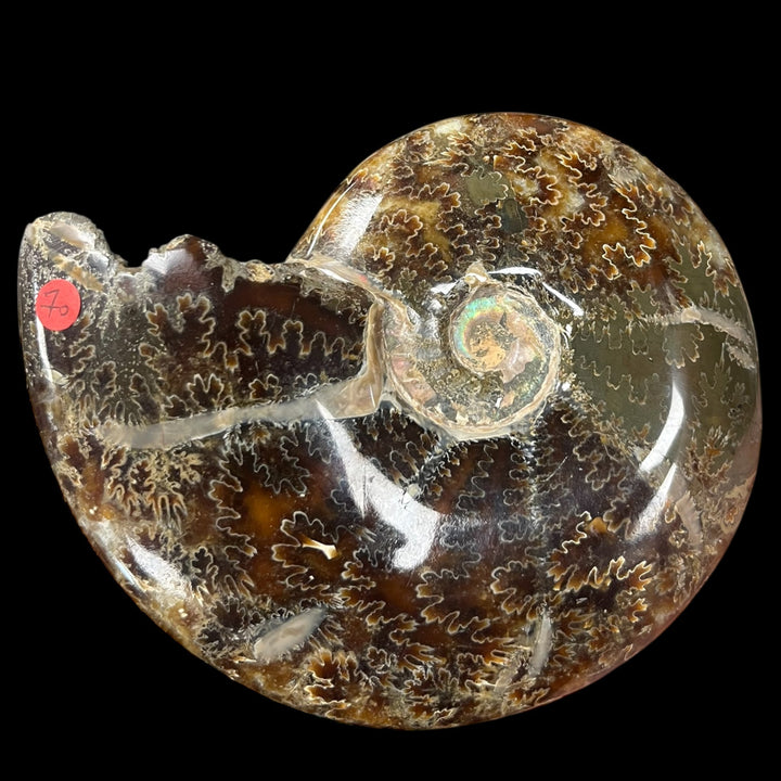 Goniatite Madagascar 13cm M18S269