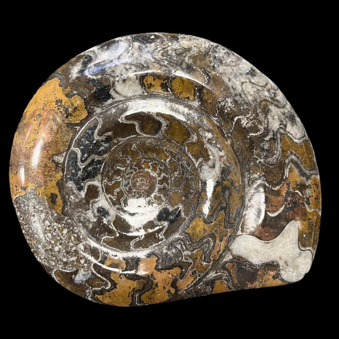 Goniatitis Morocco DR75