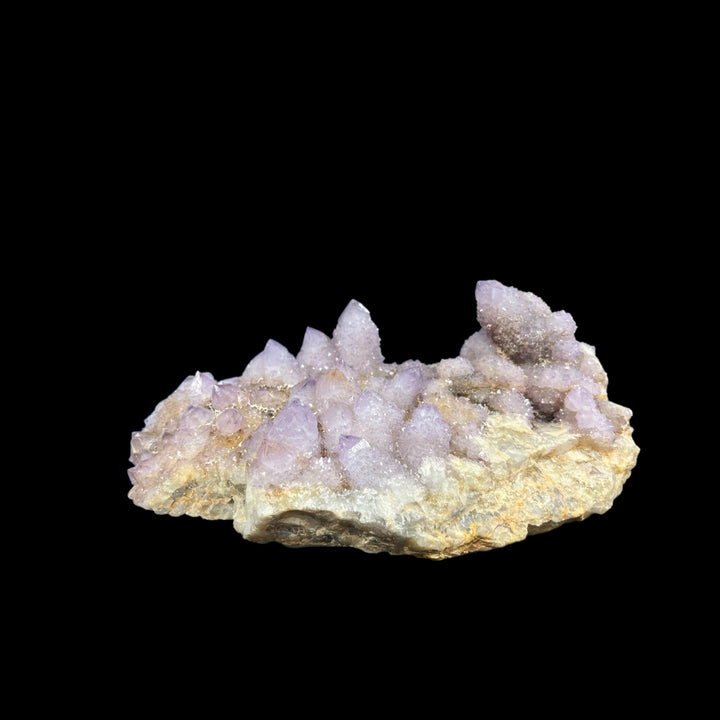 Amethyst cactus Mpumalanga South Africa DB117