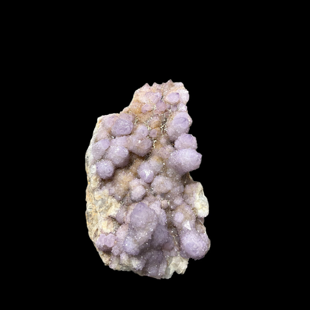 Amethyst cactus Mpumalanga South Africa DB117