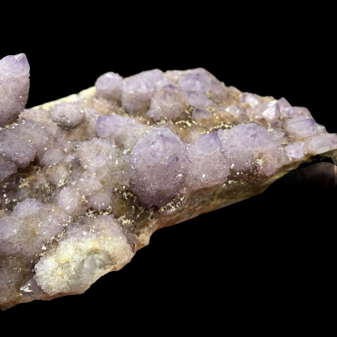 Amethyst cactus Mpumalanga South Africa DB117