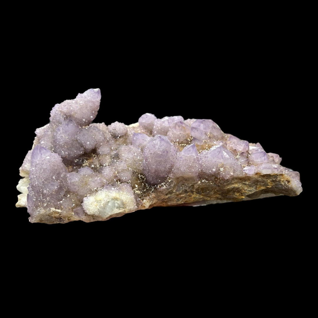 Amethyst cactus Mpumalanga South Africa DB117