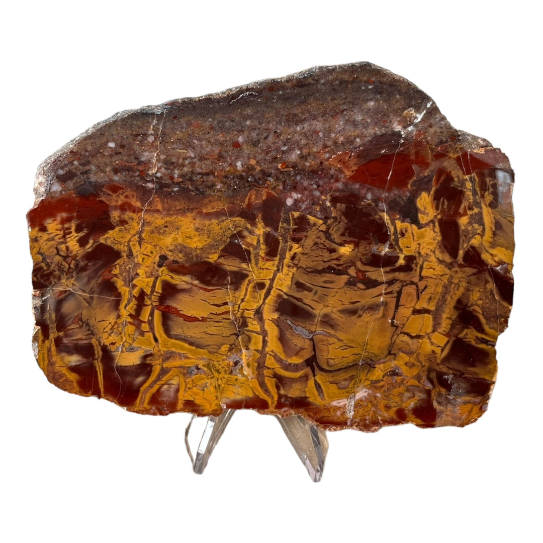 Fossile Stromatolithen Australien DB138