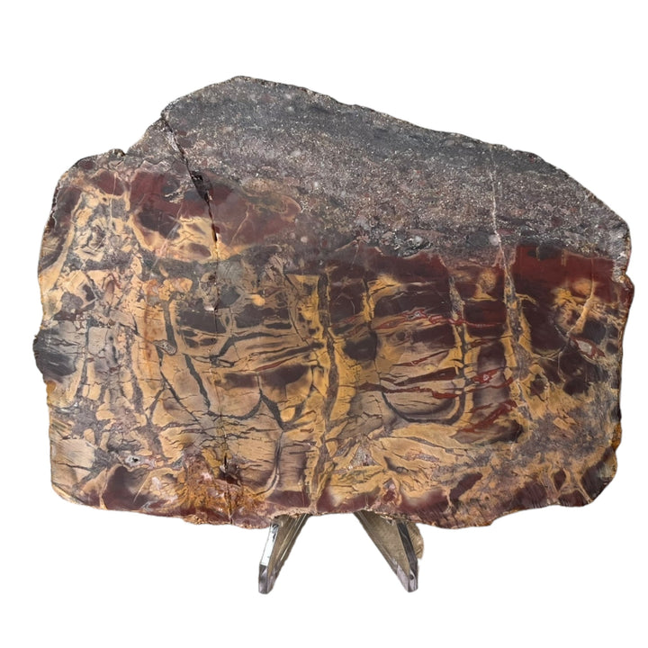 Fossile Stromatolithen Australien DB138
