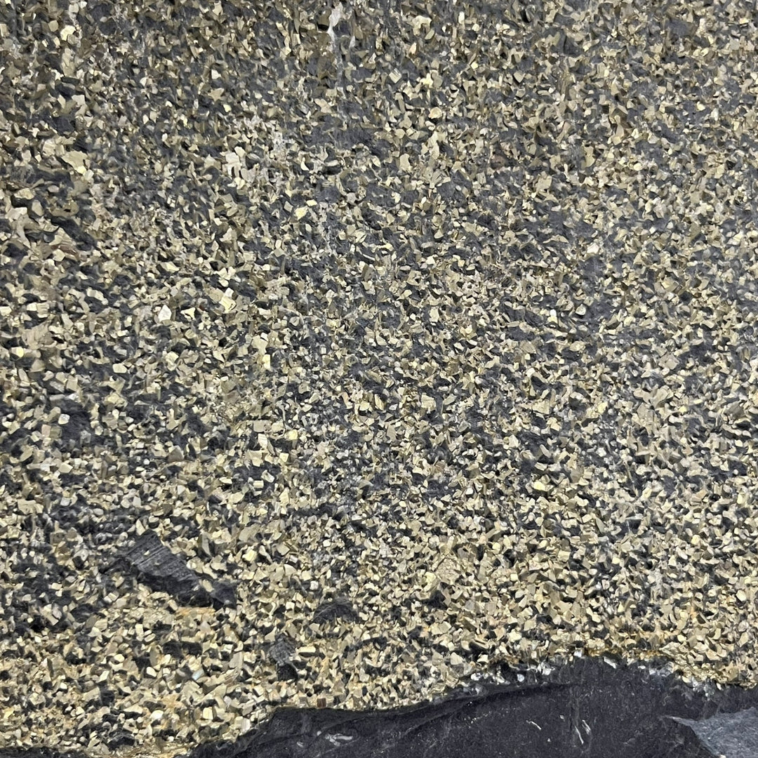 Pyrit auf Schiefer, Frankreich DR226