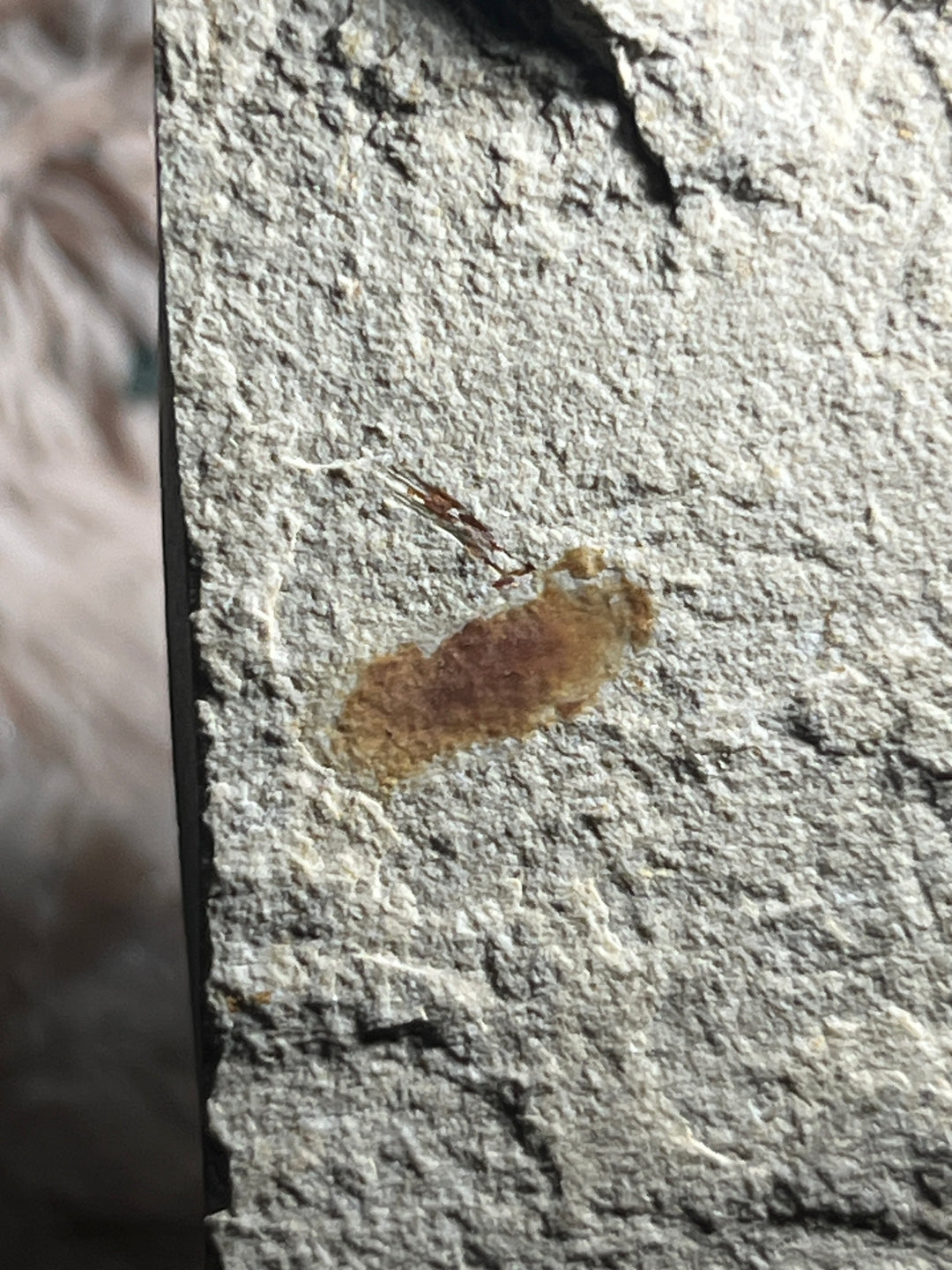 Fossilisierte Garnelen aus Hajouka, Libanon DA129