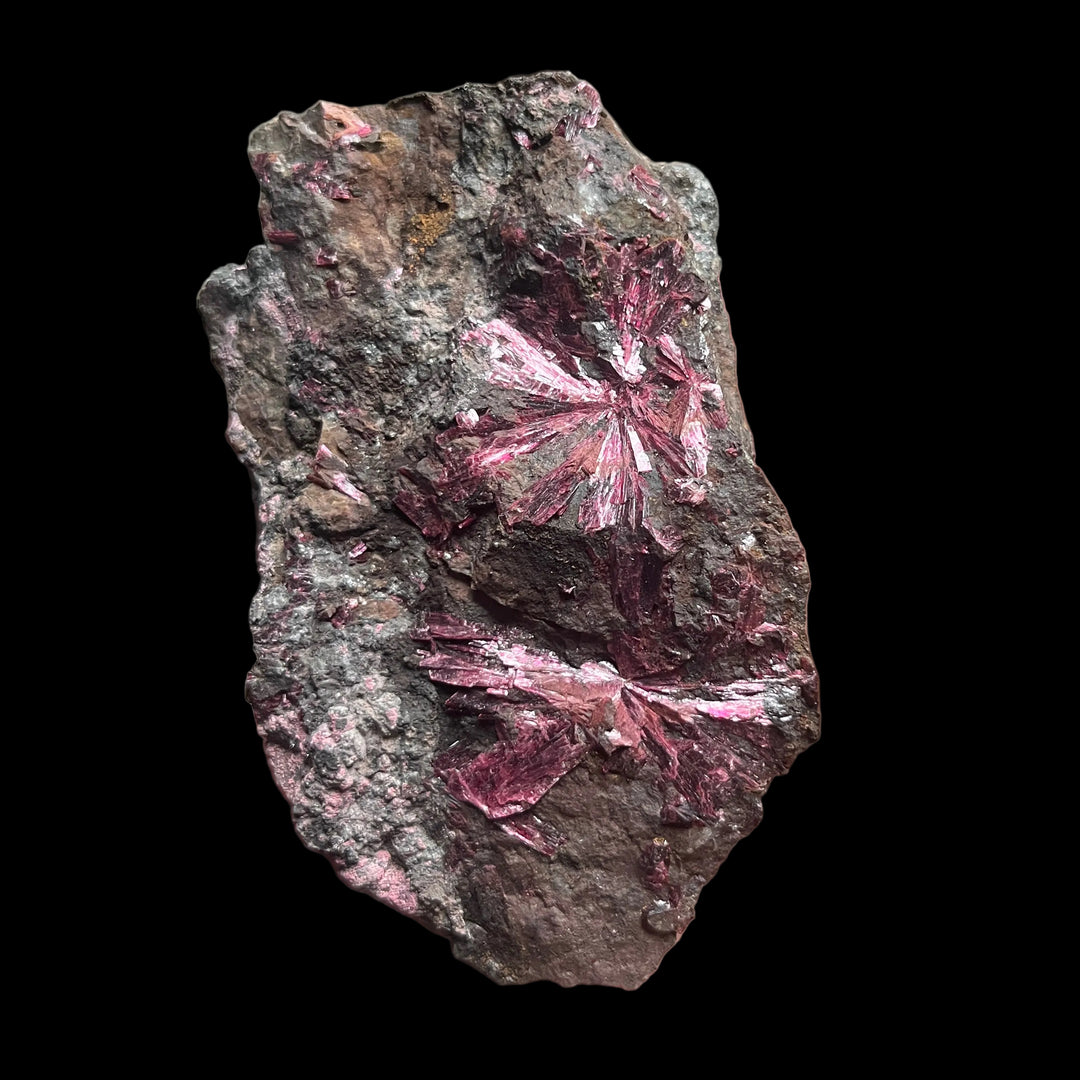 Flowering Erythrite, Bou Azzer, Morocco