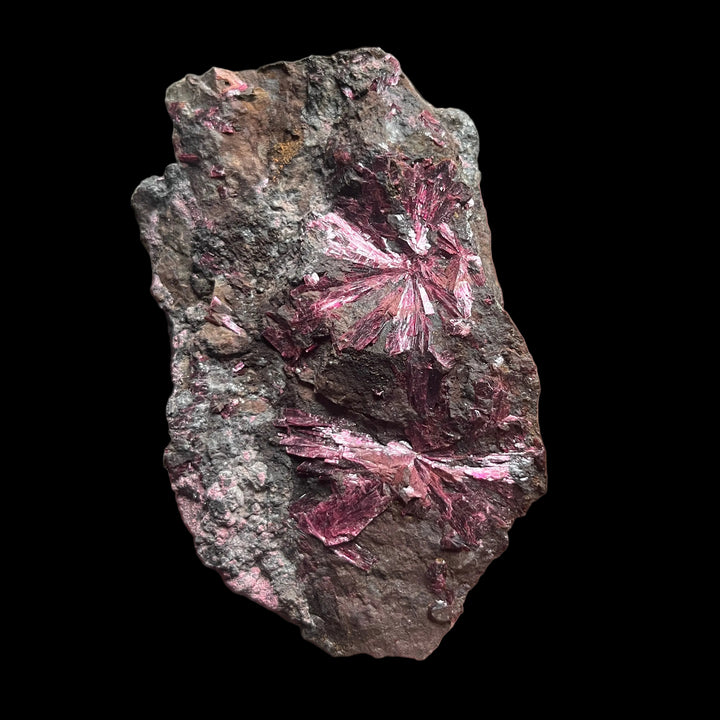 Flowering Erythrite, Bou Azzer, Morocco