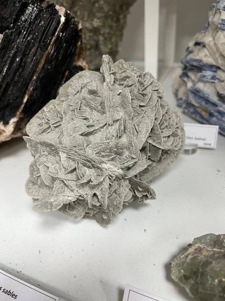 Sandrose Galera Spanien DW235