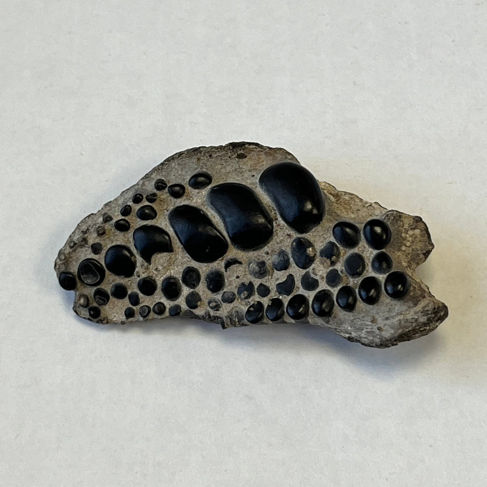 Fossile dents de Pycnodontiform Boulonais France  Gb DB112