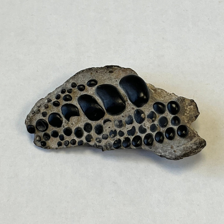 Fossile dents de Pycnodontiform Boulonais France  Gb DB112