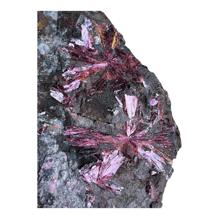 Blühender Erythrit, Bou Azzer, Marokko