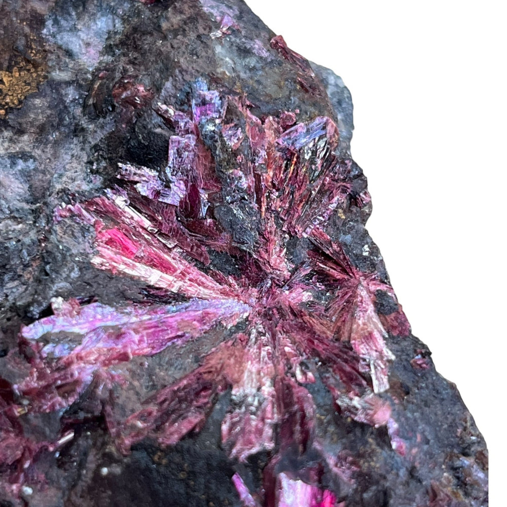 erythrine fleurs maroc