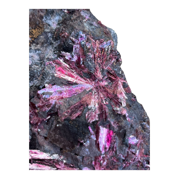 Blühender Erythrit, Bou Azzer, Marokko