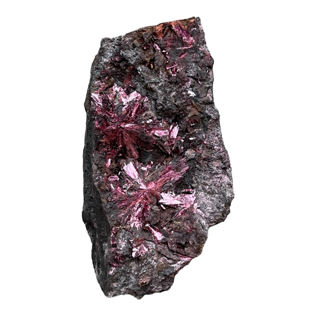 Blühende Erythrina Bou Azzer Marokko 2