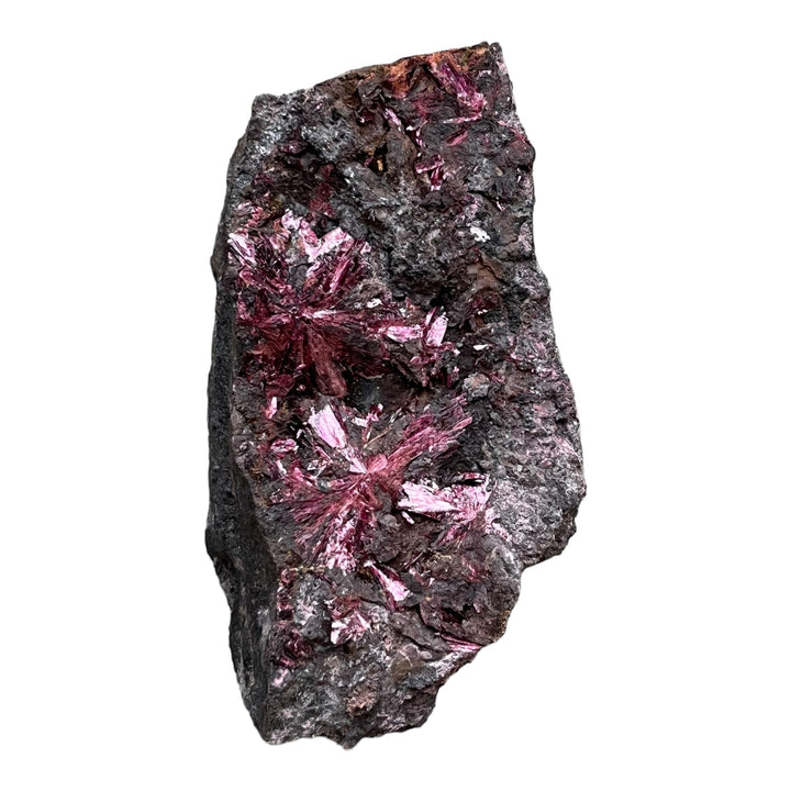 Blühende Erythrina Bou Azzer Marokko 2