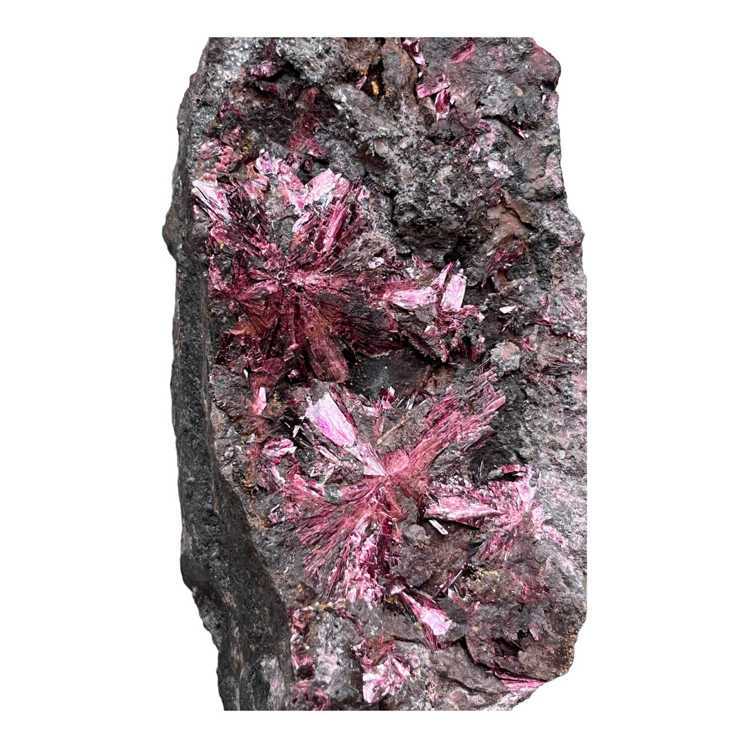 Blühende Erythrina Bou Azzer Marokko 2