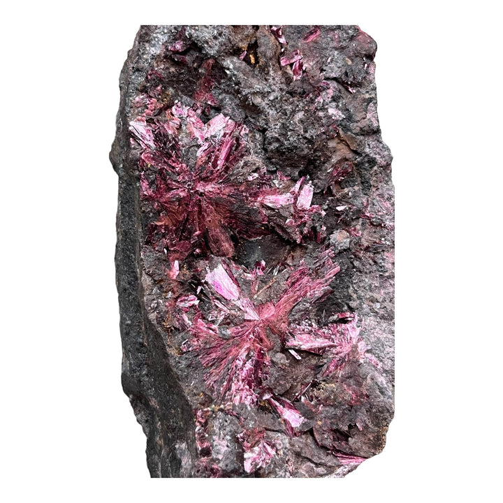 Blühende Erythrina Bou Azzer Marokko 2