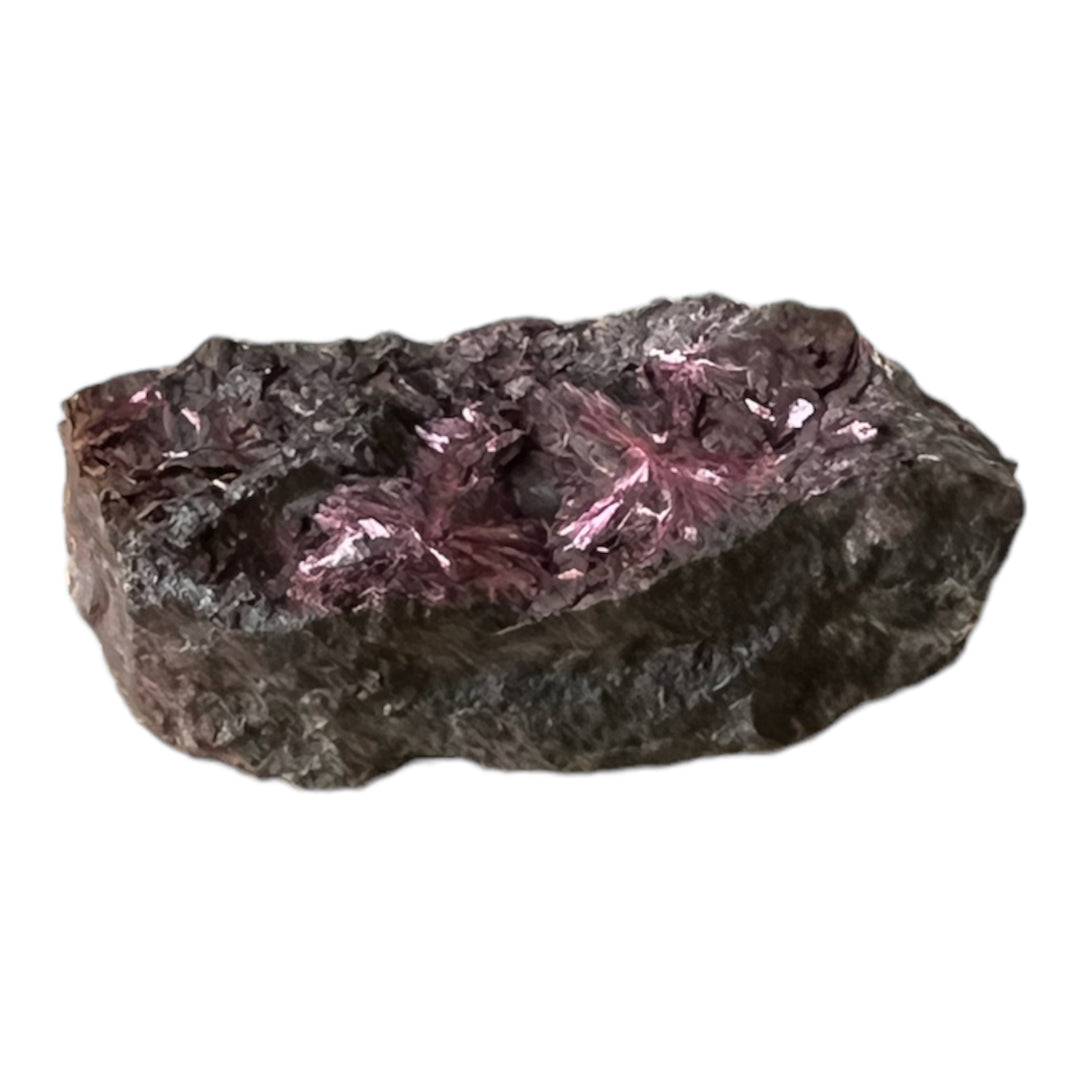 Blühende Erythrina Bou Azzer Marokko 2