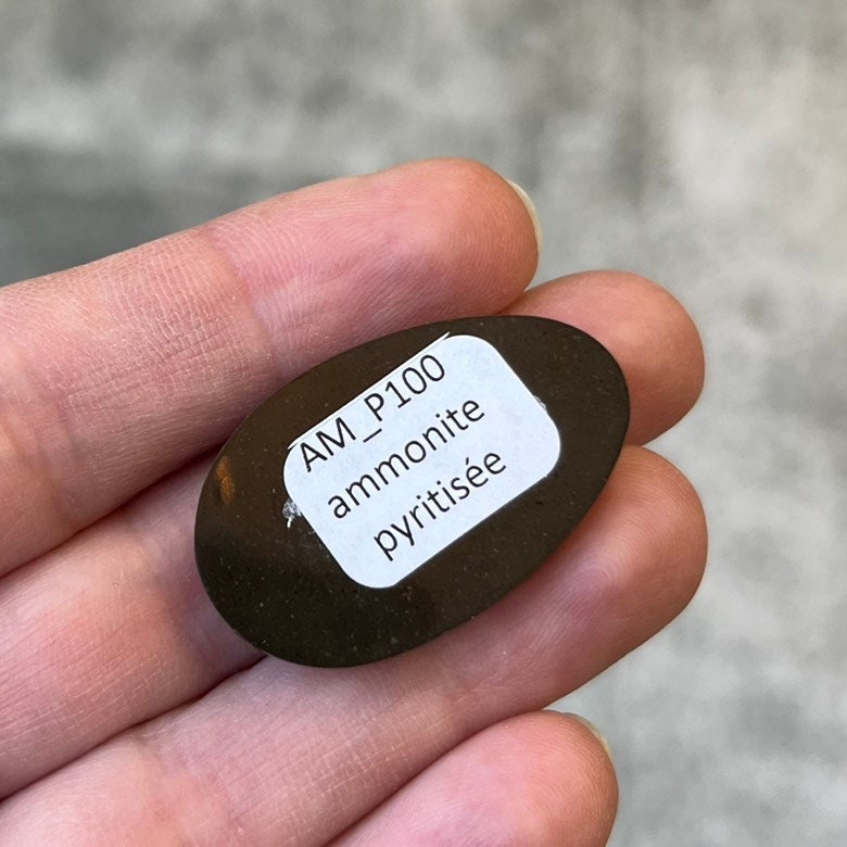 Pyritized ammonite, AM_P100, cabochon cut, 34x20x6 mm; 5.8g