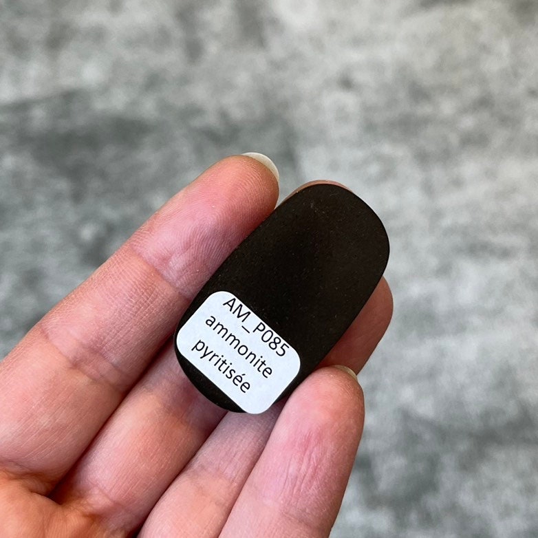 Pyritisierter Ammonit, AM_P085, Cabochon-Schliff, 39x22x8 mm; 12,5 g;