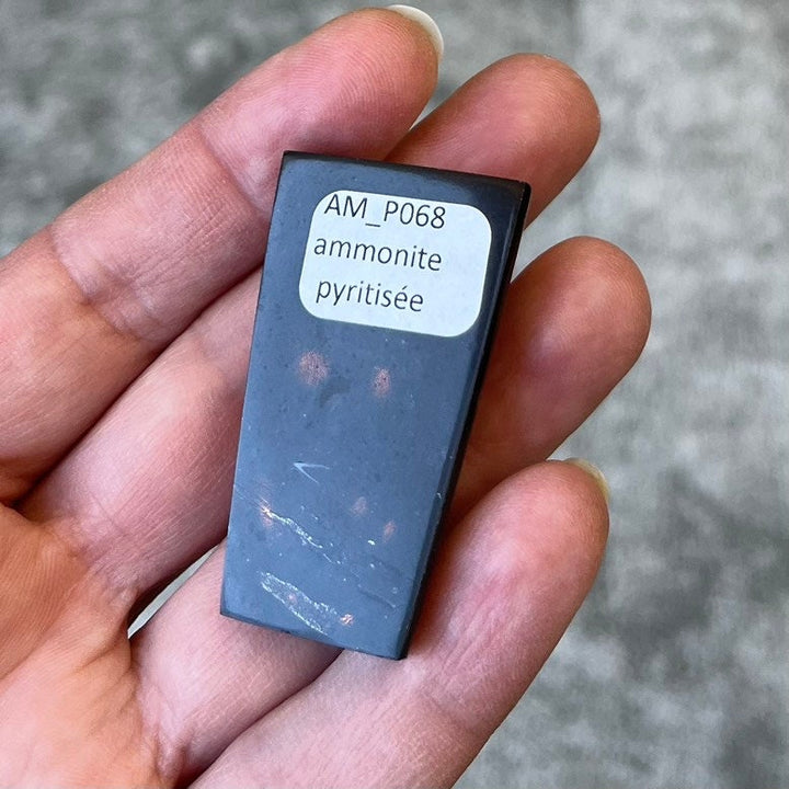 Pyritisierter Ammonit, AM_P068, Cabochon-Schliff, 43x25x11 mm; 25 g;